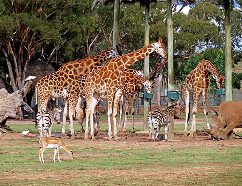 Giraffes sent from the glamcamping tents